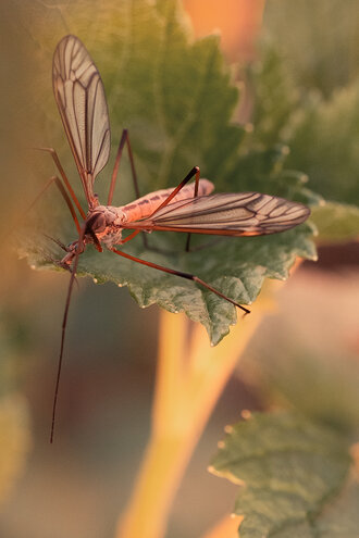 Bild: Wiesenschnake