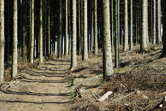 Bild: Waldweg