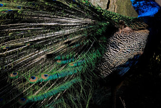 Bild: Blauer Pfau (Birgits Tiergarten, Rechtsupweg, Niedersachen