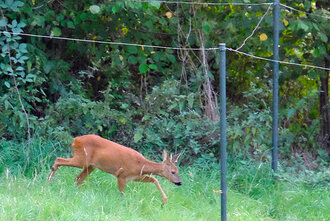 Bild: Reh im Garten am Waldrand