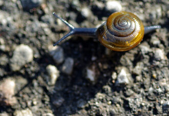 Bild: Schnecke