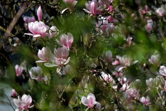 Bild: Magnolie: Blüten