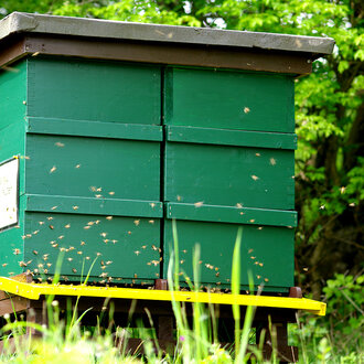 Bild: Bienen am Bienenstock