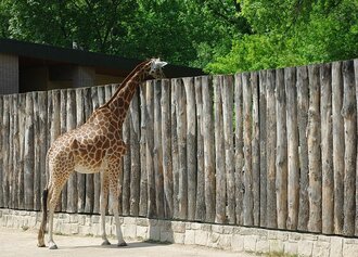 Bild: Giraffe (Zoo Gelsenkirchen)