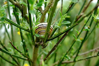 Bild: Schnecke