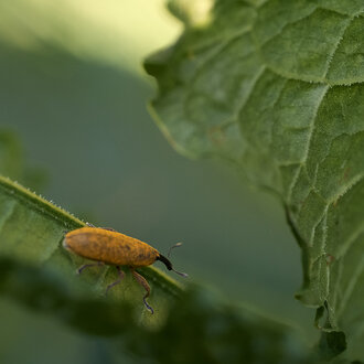 Bild: Käfer / Rüsselkäfer: Wasserampfer-Stängelrüssler (Lixus bardanae), ca. 1 Zentimeter lang