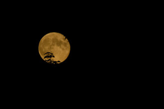 Bild: Baumblätter vor dem Vollmond