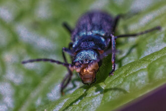 Bild: Käfer: Zweifleckiger Zipfelkäfer