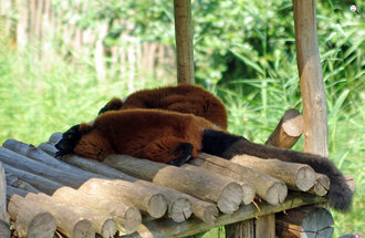 Bild: Rote Vari (Zoo Gelsenkirchen)