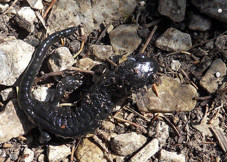 Bild: Alpensalamander (lat. Salamandra atra) 