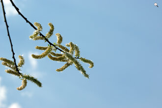 Bild: Weide (lat. Salix): Weidenkätzchen (weiblich)