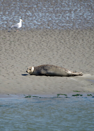 Bild: Seehund (Nordsee)