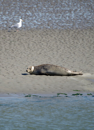 Bild: Seehund (Nordsee)