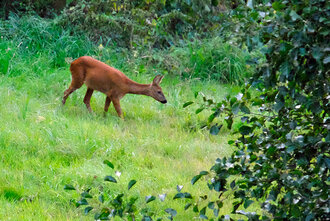 Bild: Reh im Garten am Waldrand