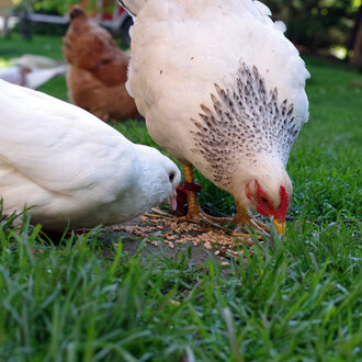 Bild: Huhn und Taube auf dem Bauernhof