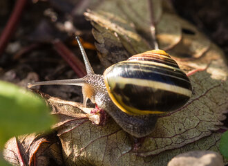 Bild: Gartenbänderschnecke