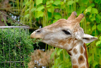 Bild: Giraffe (Dortmunder Zoo)