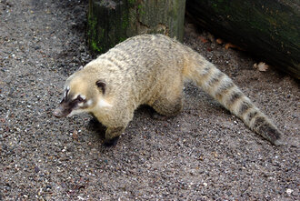 Bild: Nasenbär (Allwetterzoo Münster)