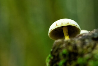 Bild: Pilz im Wald