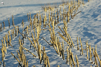 Bild: Feld im Winter