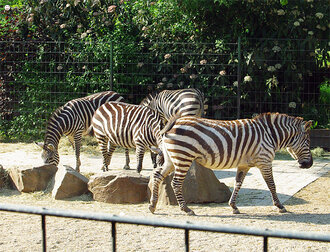 Bild: Steppenzebras (Zoo Dortmund)