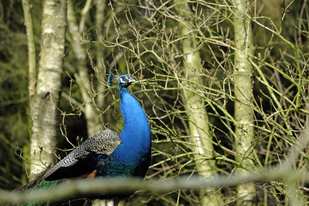Bild: Blauer Pfau (Birgits Tiergarten, Rechtsupweg, Niedersachen