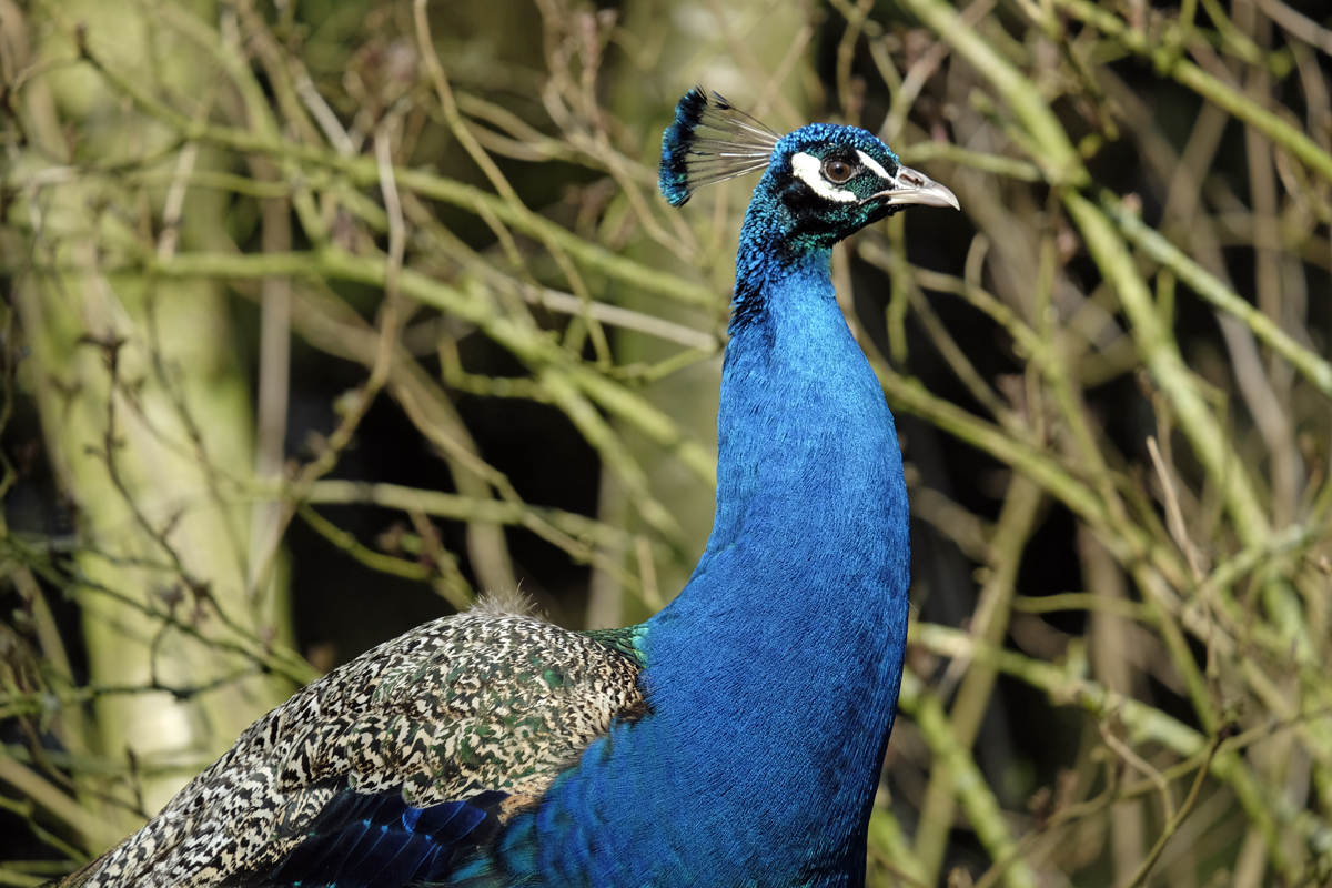 Bild: Blauer Pfau (Birgits Tiergarten, Rechtsupweg, Niedersachen