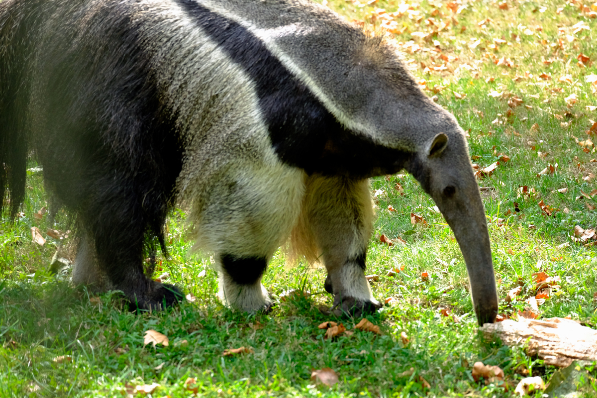 Bild: Ameisenbär (Dortmunder Zoo)
