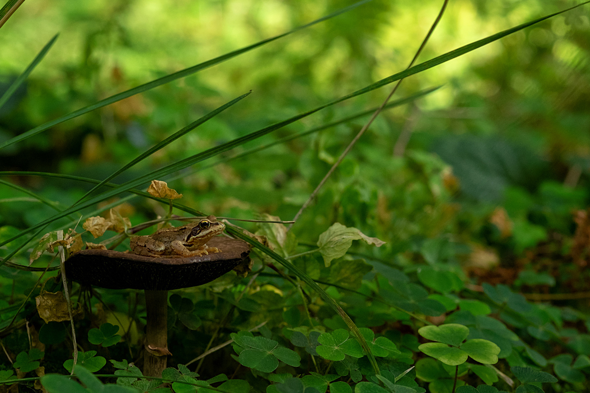 Bild: Frosch auf einem Pilz