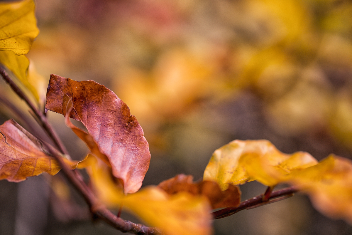 Bild: Bunte Blätter im Herbst