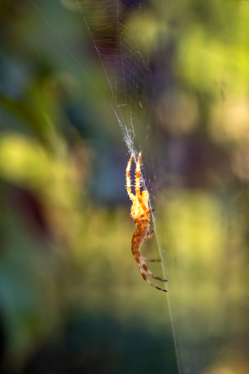 Bild: Spinne im Netz
