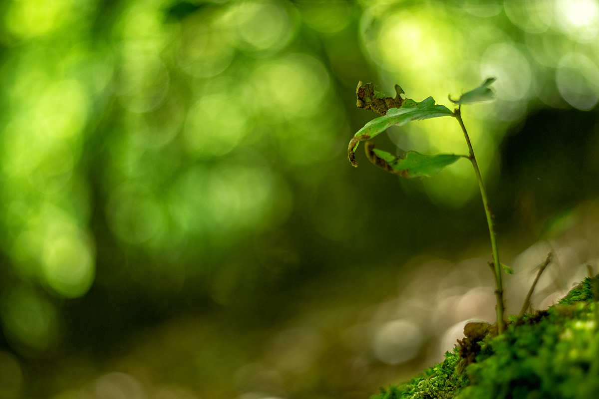 Bild: Kleine Pflanze im Wald