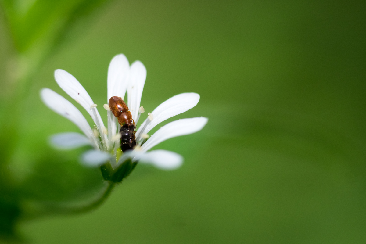 Bild: Käfer auf einer Blume