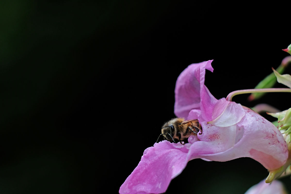 Bild: Biene in lila Blume