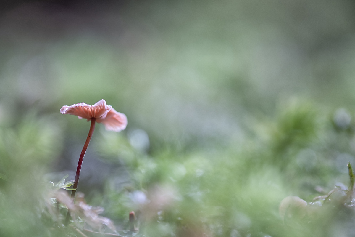 Bild: Kleiner, einsamer Pilz