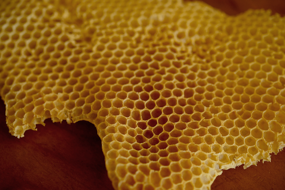 Bild: Bienenwaben aus einem Bienenstock