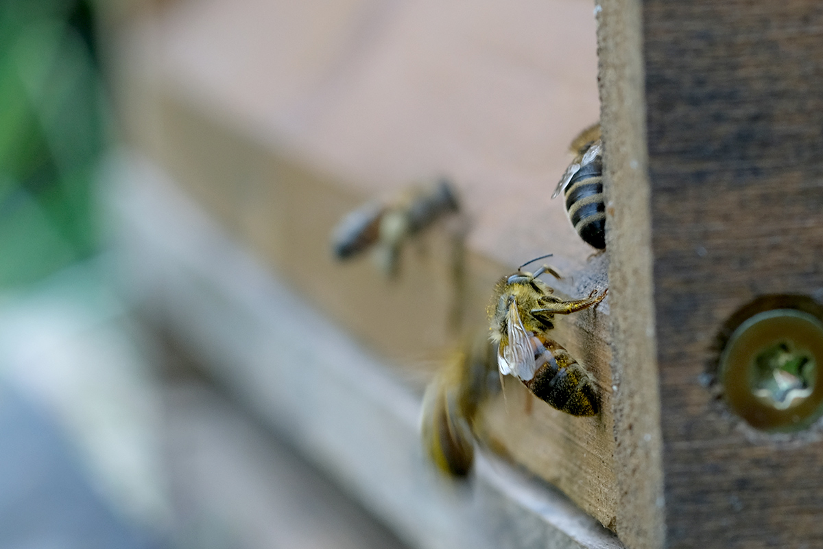 Bild: Honigbienen an einem Bienenstock