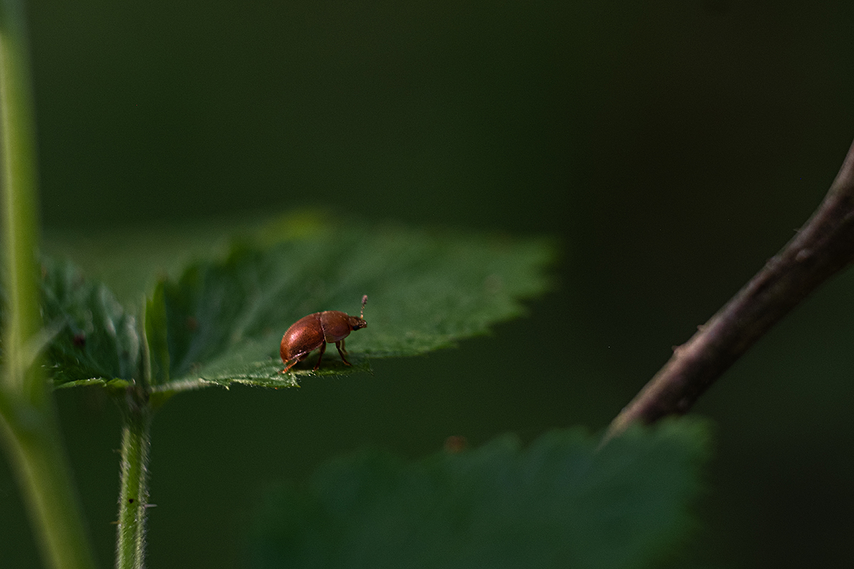 Bild: Kleiner rötlicher Käfer