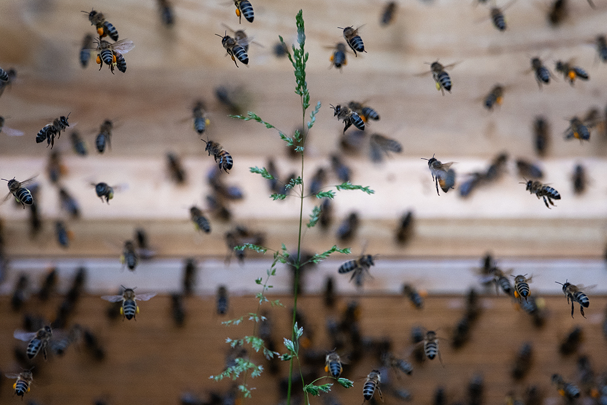Bild: Bienen an einem Bienenstock