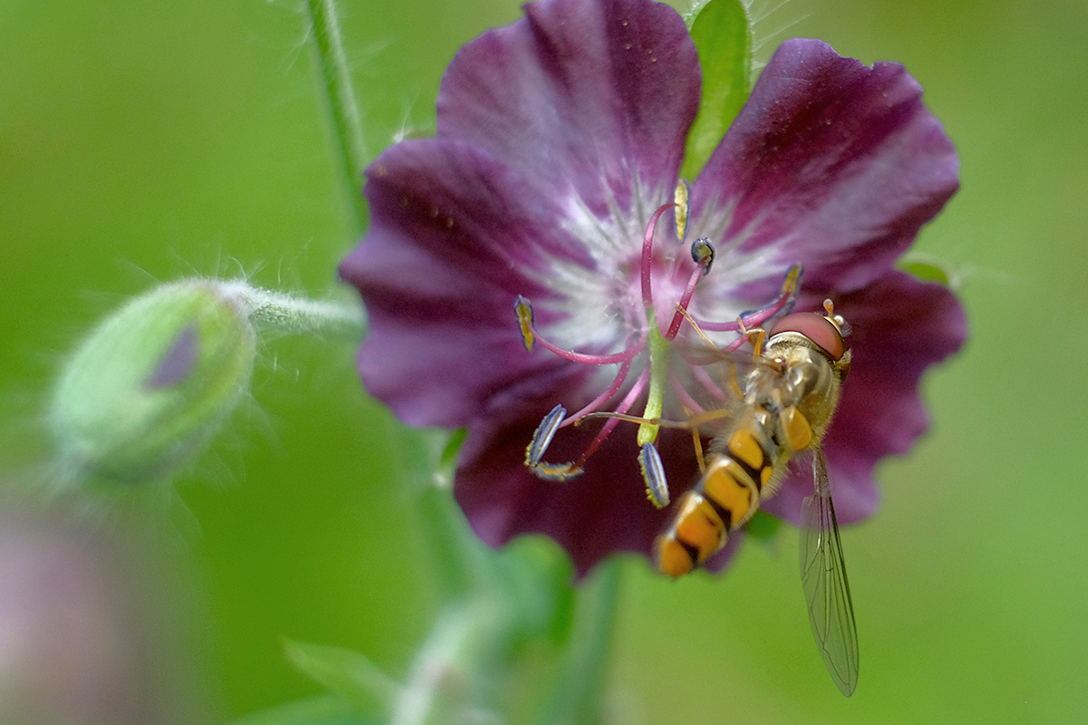 Bild: Schwebfliege an einer Blume