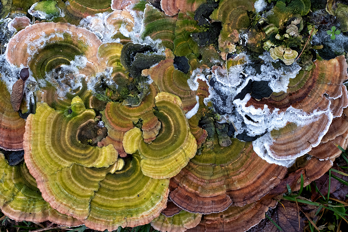 Bild: Pilze auf einem Baumstamm