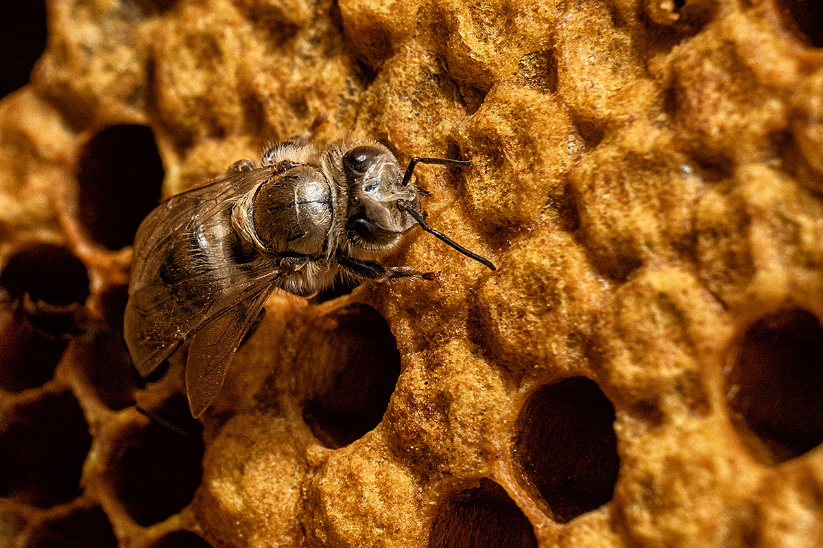 Bild: Frisch geschlüpfte Biene