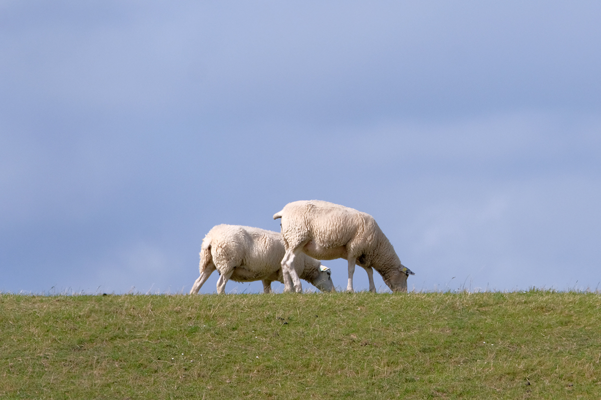 Bild: Schafe auf einem Deich in Norddeutschland (Niedersachsen)