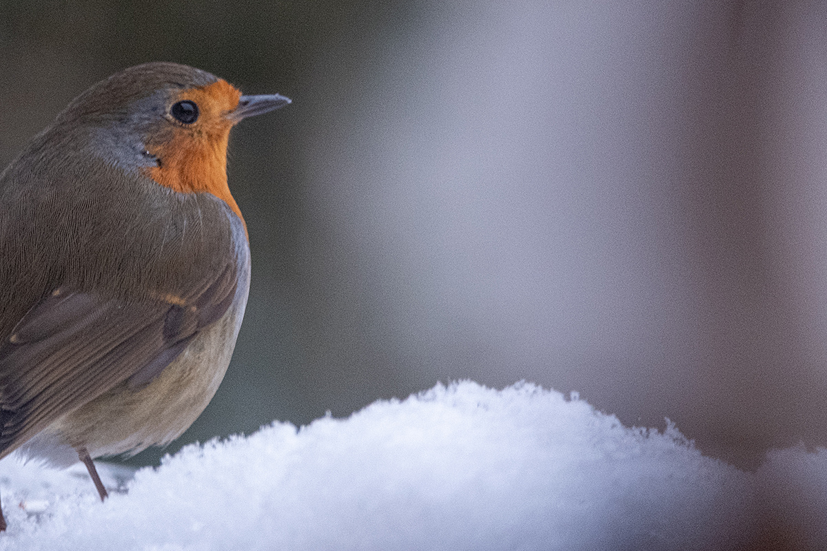 Bild: Singvogel: Rotkehlchen