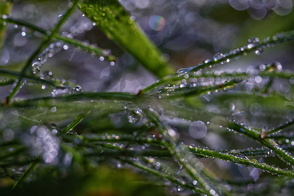 Bild: Grashalme mit Regentropfen