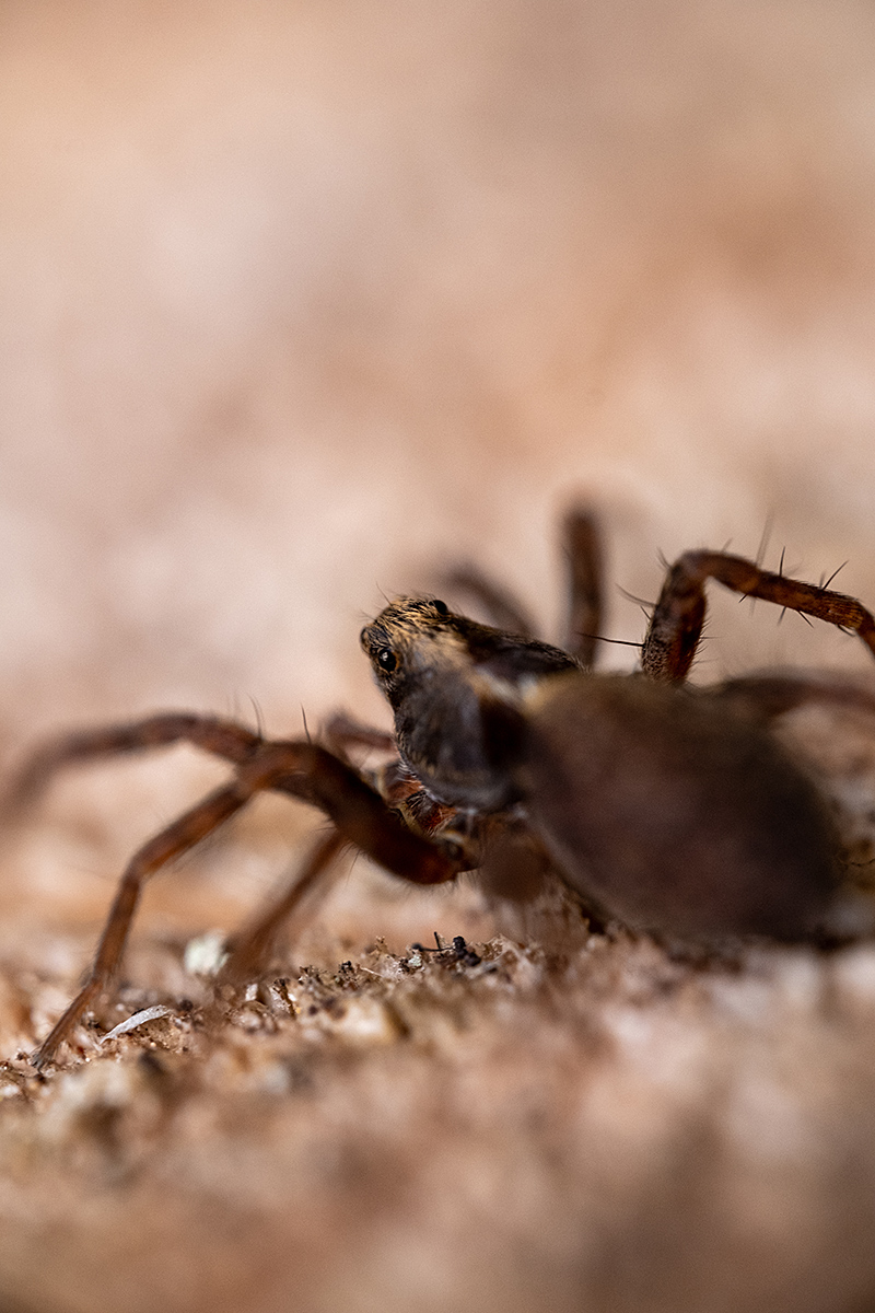 Bild: Kleine Spinne (ca. 12 mm)