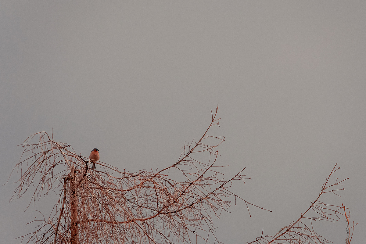 Bild: Singvogel: Gimpel auf einem abgestorbenen Baum (Fichte)