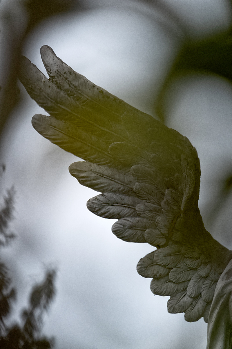 Bild: Engelsflügel (von einer Statue auf einem Friedhof in Hagen, NRW)