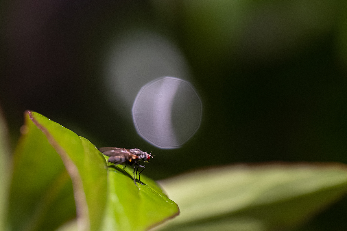 Bild: Kleine Fliege auf einem Blatt