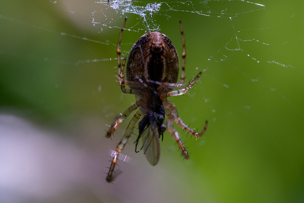 Bild: Spinne mit Beute (kleine Fliege)